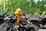 Feketedő nedűgomba (Hygrocybe conica), Budai-hegység